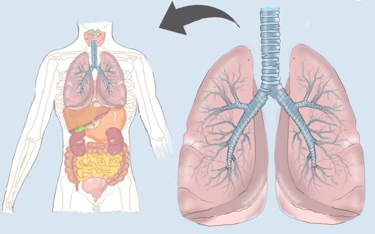Erkrankungen der Lunge