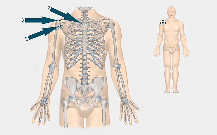 Schultergelenk Anatomie