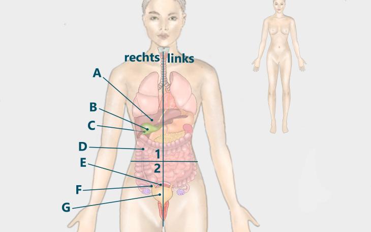 Lokalisation Rechtsseitige Bauchschmerzen