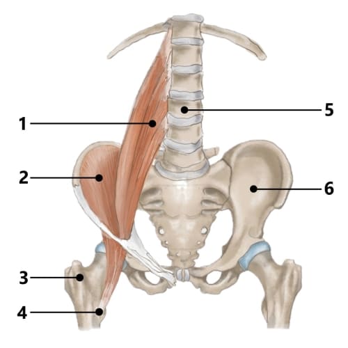 Bild eines Users zum Thema Schmerzen Hüftbeuger